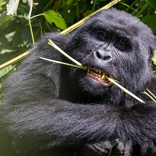 Gorilla trekking Uganda vs Rwanda which is better guide